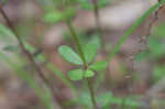 Boykin's milkwort